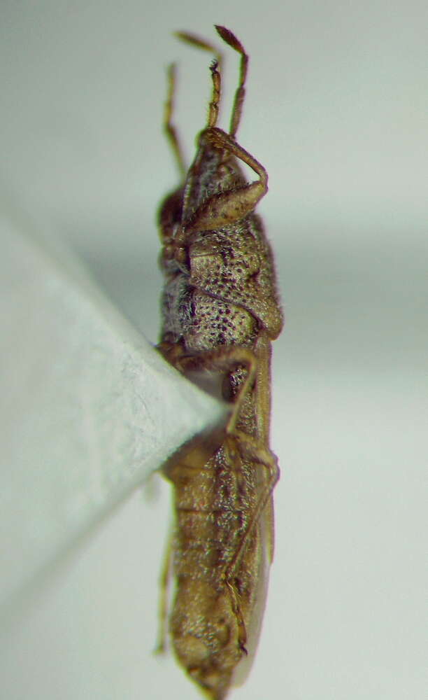 Image of Cymophyes (Cymophyes) golodnajana Seidenstucker & G. 1953