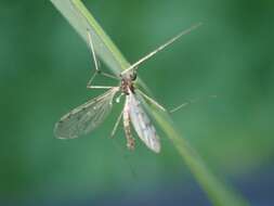 Image of Dicranota (Polyangaeus) maculata (Doane 1900)