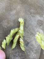 Image of Catchfly Grass