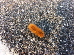 Image of Virginian Tiger Moth