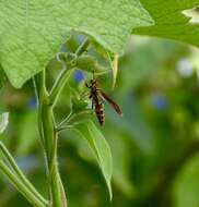 Image de Polistes cubensis Lepeletier 1836