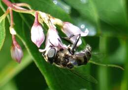 Image de Eristalis dimidiata Wiedemann 1830