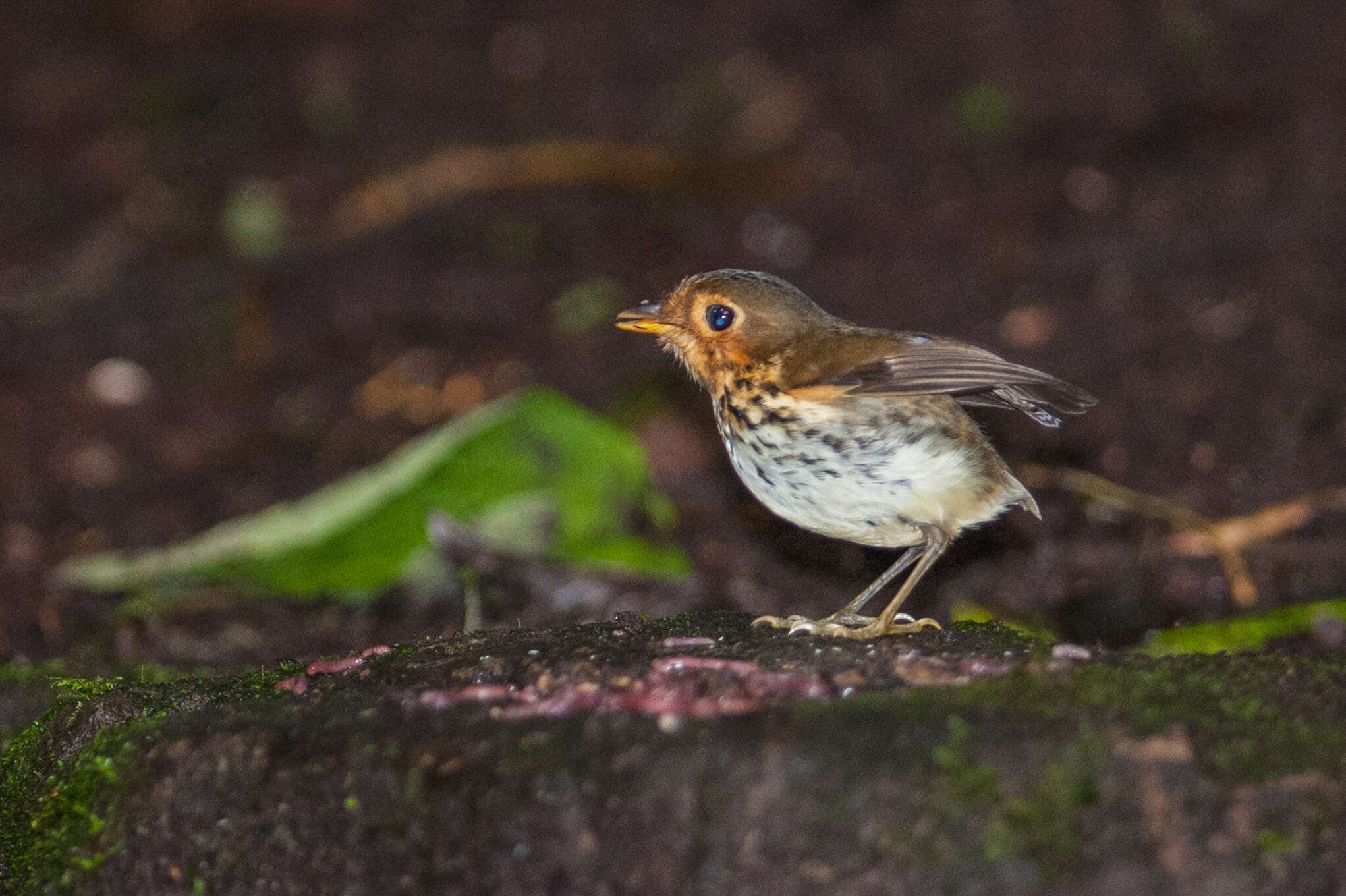 Image of Ochre-breasted Antpitta