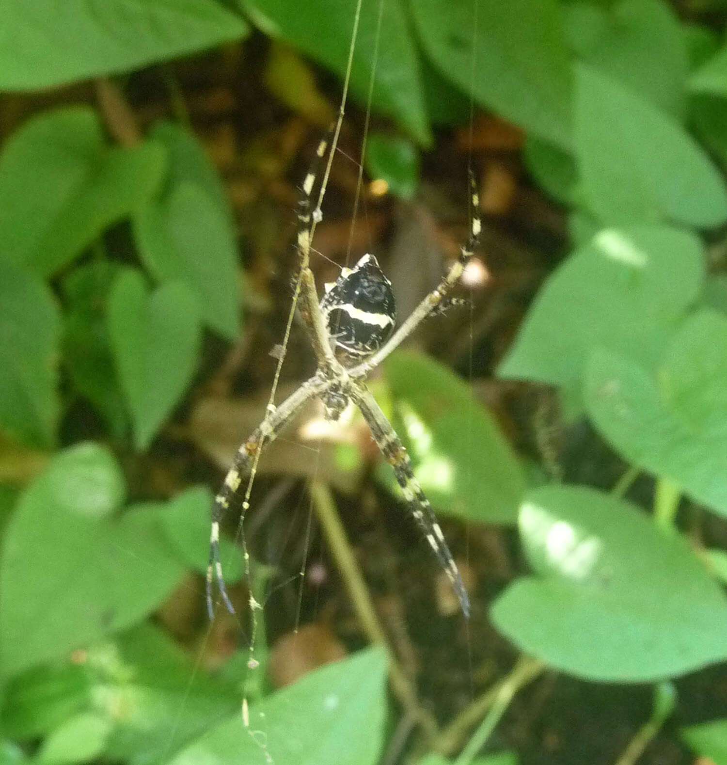 Imagem de Argiope argentata (Fabricius 1775)