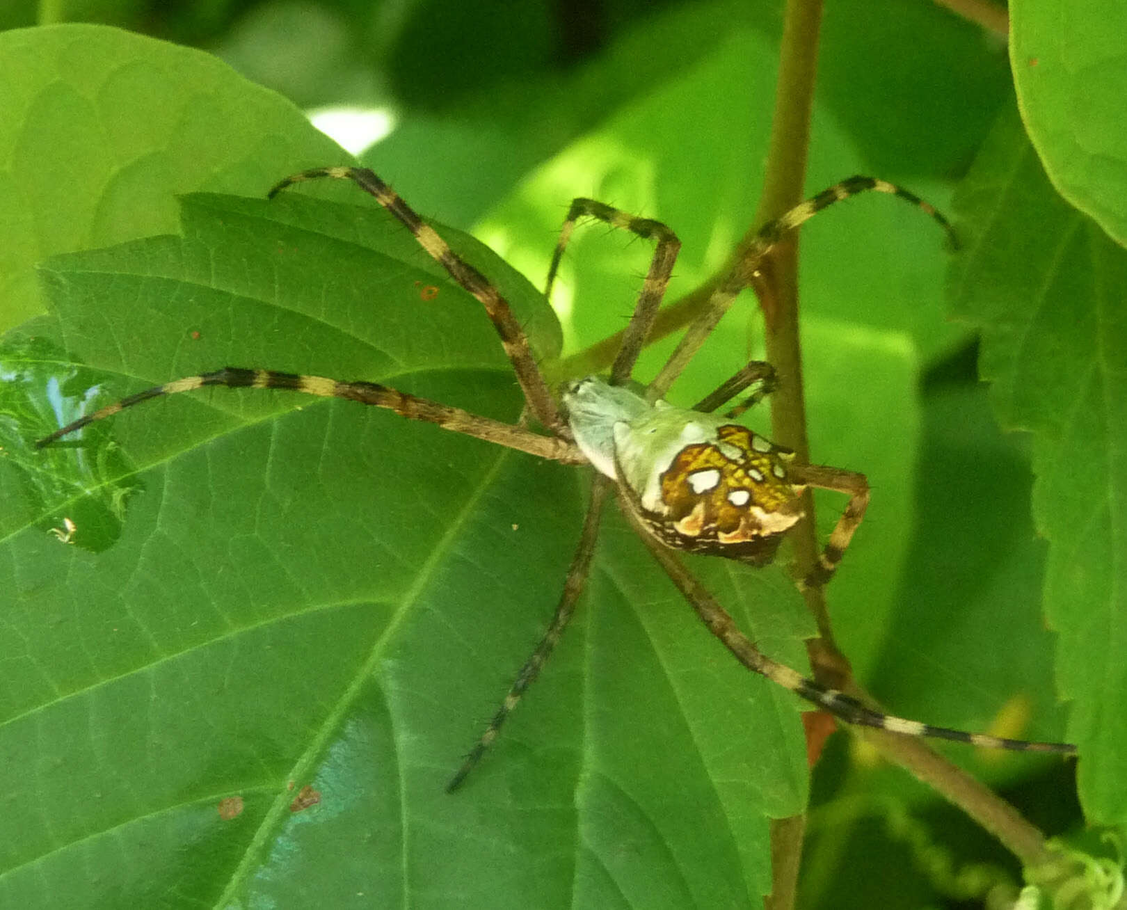 Image of Silver Argiope