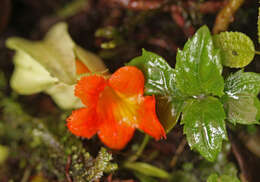 Image de Drymonia rubra C. V. Morton