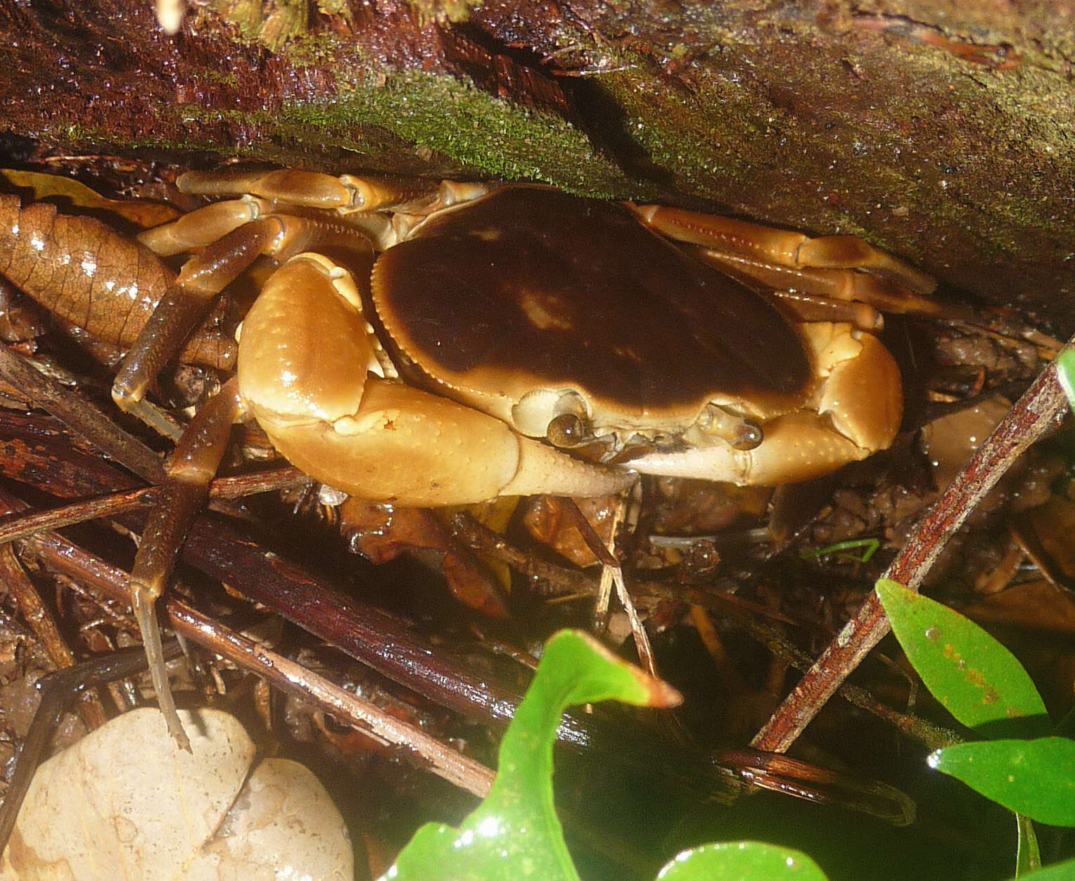 Imagem de Gecarcinus ruricola (Linnaeus 1758)