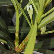 Image of Buddhist Pine