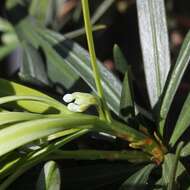 Image of Buddhist Pine