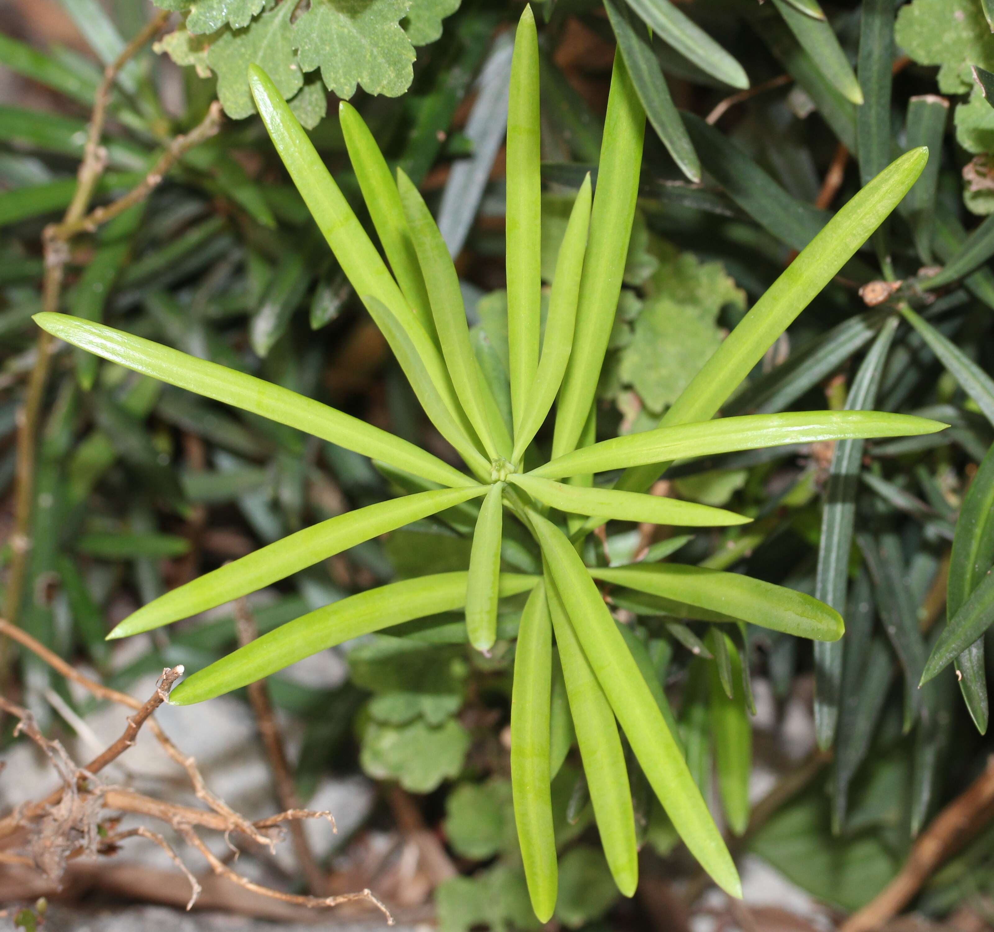 Image of Buddhist Pine