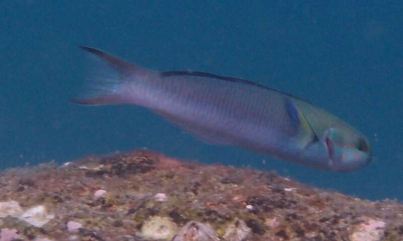 Image of Bluehead wrasse