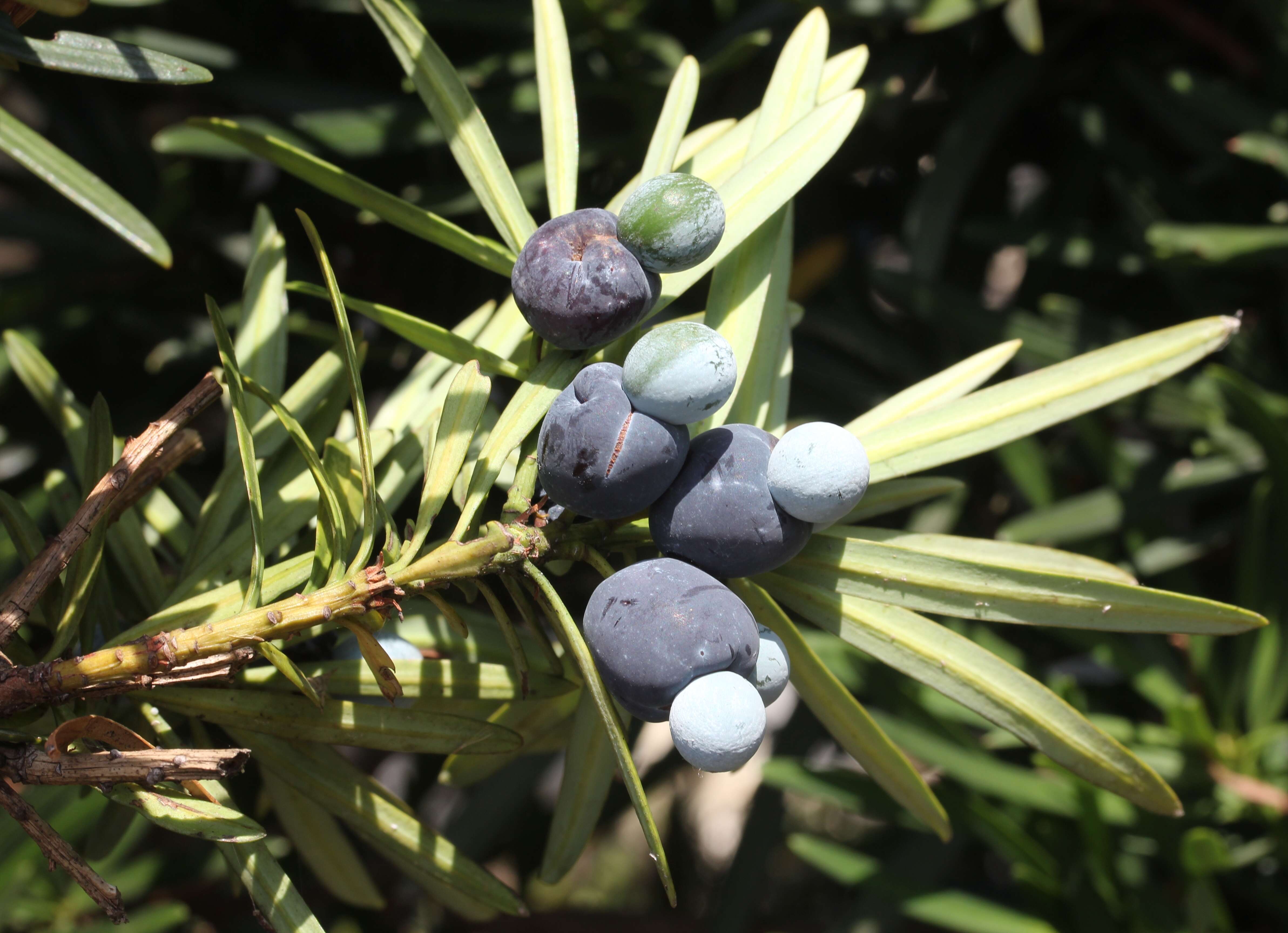 Image of Buddhist Pine