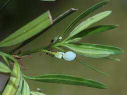 Image of Buddhist Pine