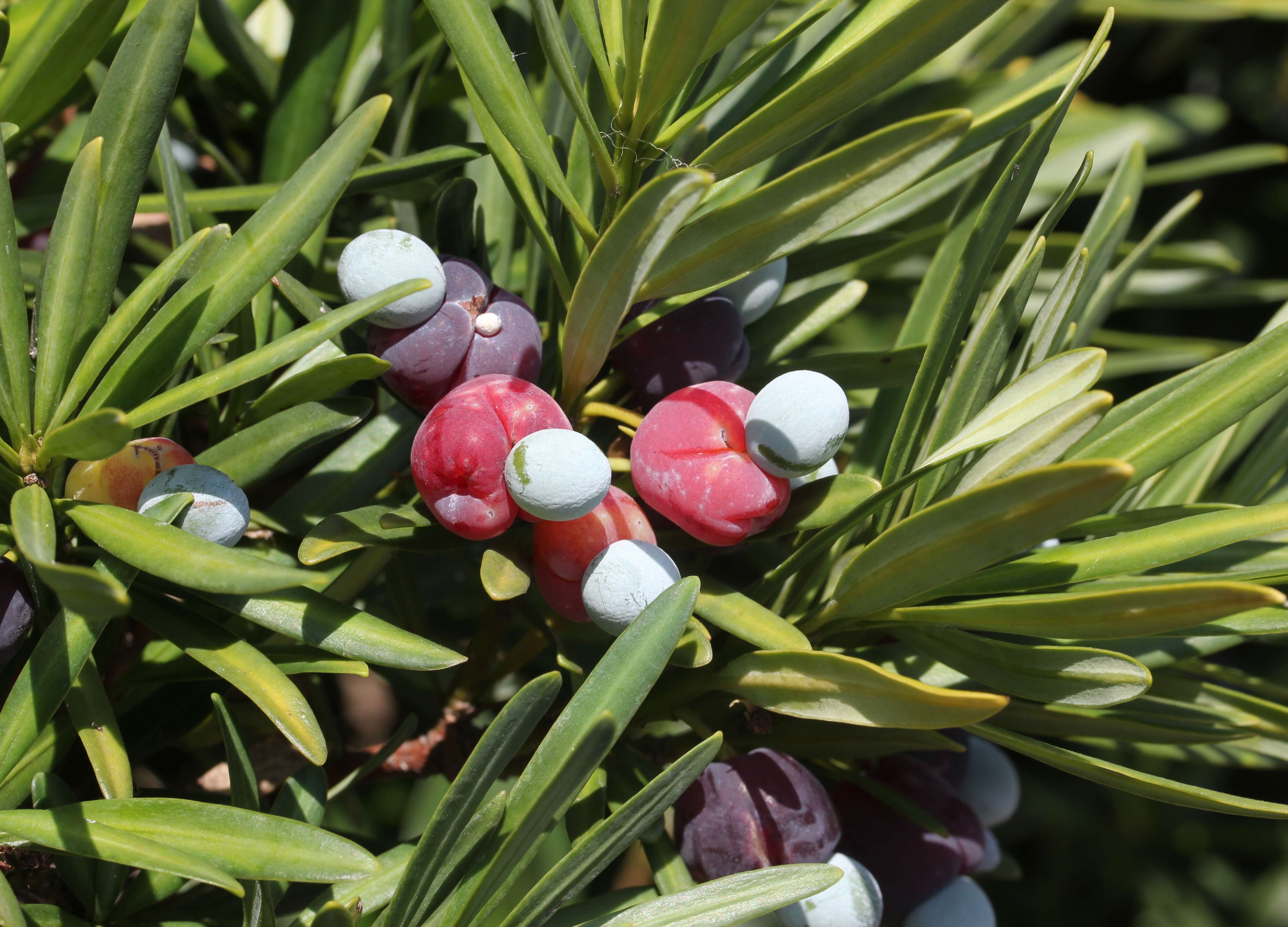 Image of Buddhist Pine