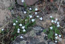 Image of Nemesia saccata E. Mey. ex Benth.