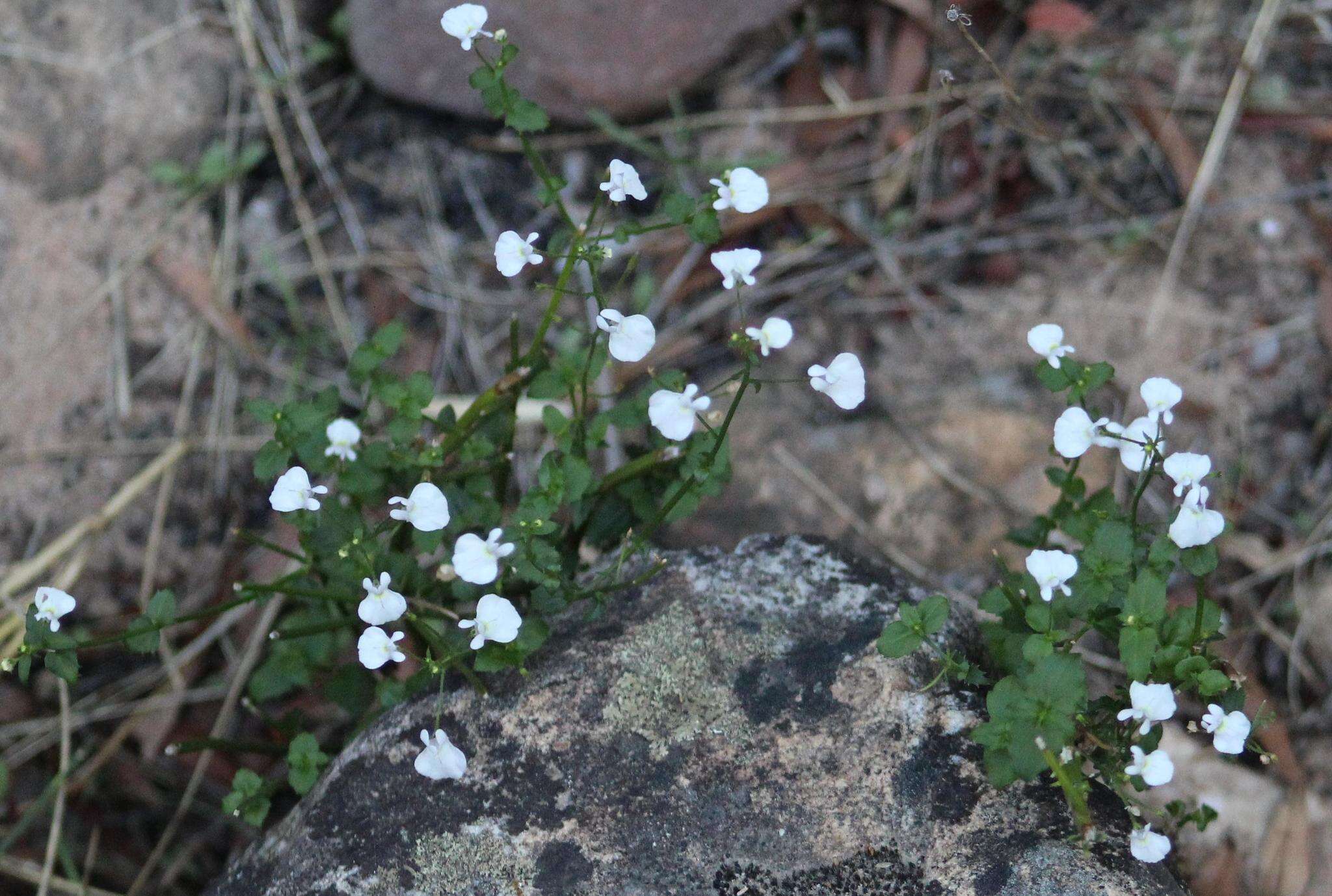 صورة Nemesia saccata E. Mey. ex Benth.