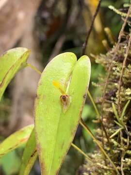 Image of Pleurothallis rhodoglossa Schltr.