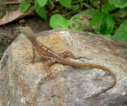 Imagem de <i>Anolis wattsi</i>