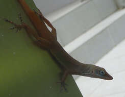 Anolis luciae Garman 1887的圖片