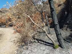 Image of interior live oak