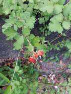 Sivun Rubus parvifolius L. kuva