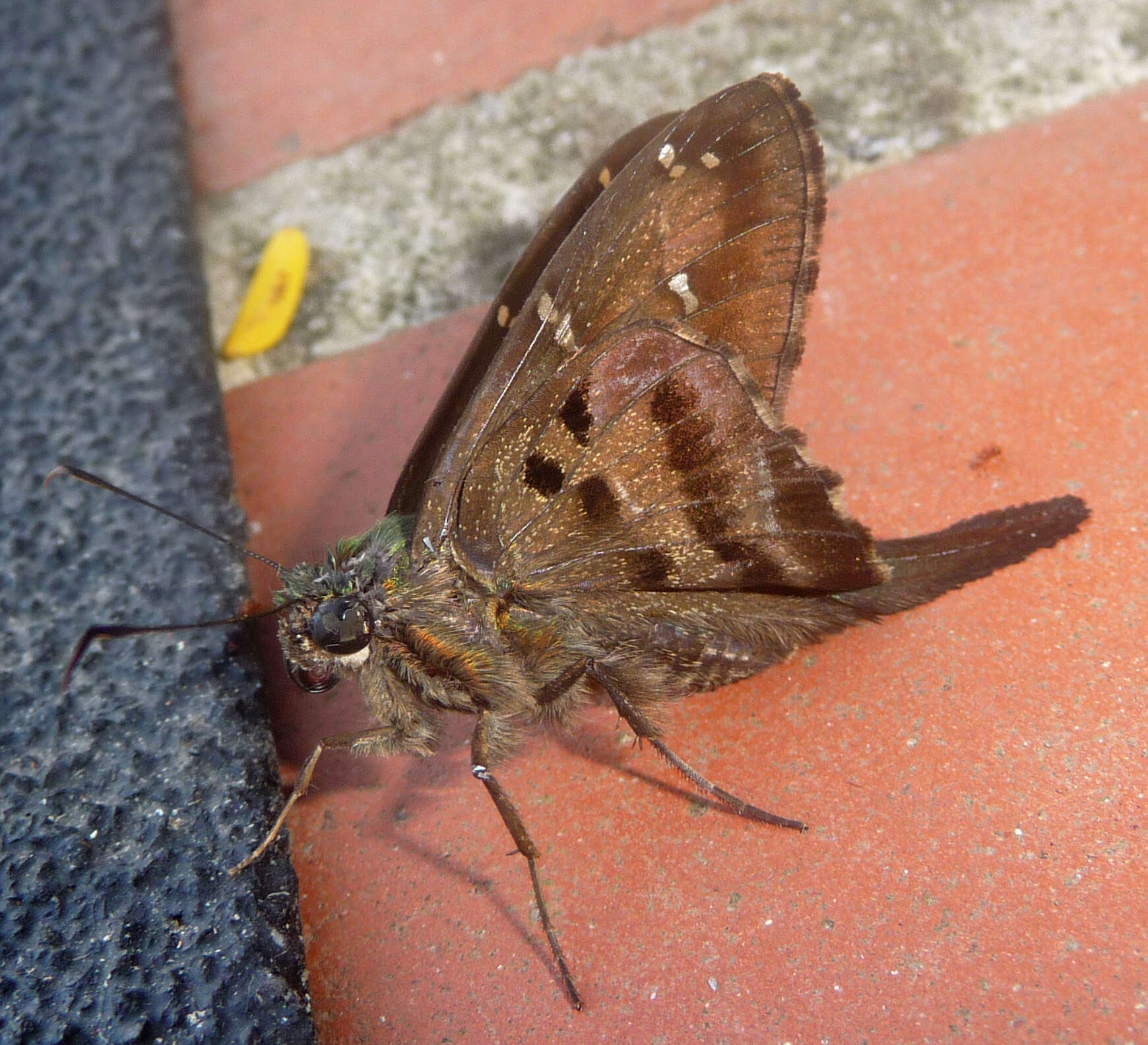 Image of Long-tailed Skipper