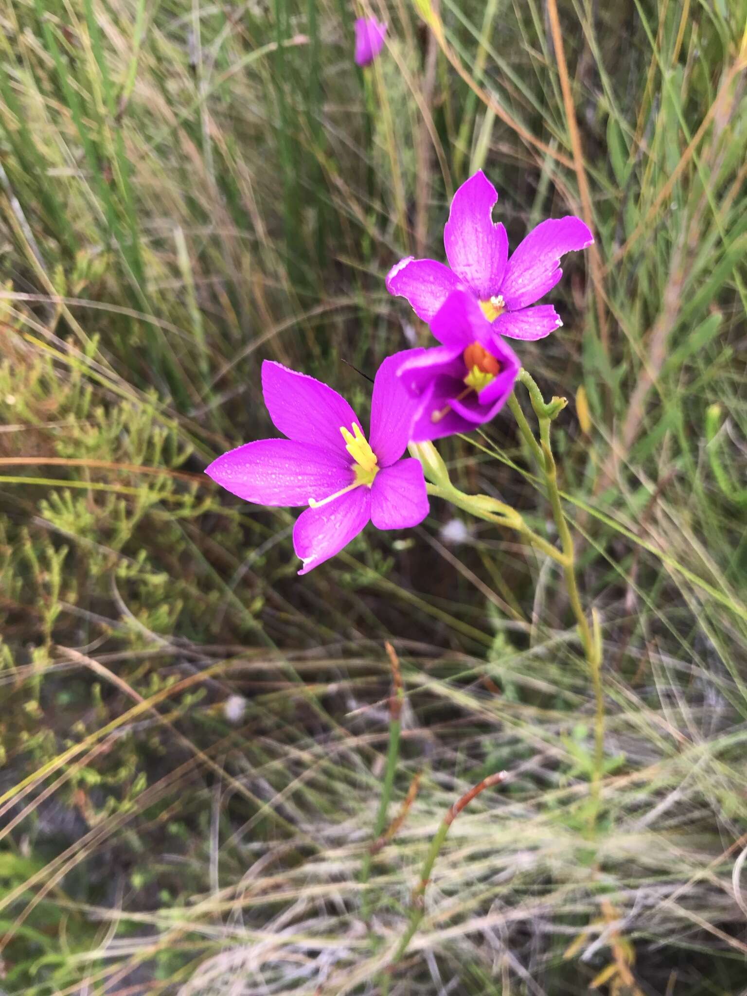 Image of Chironia jasminoides L.