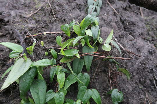 Dioscorea burchellii Baker的圖片