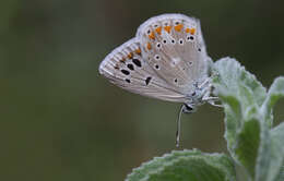 Image of Polyommatus dorylas