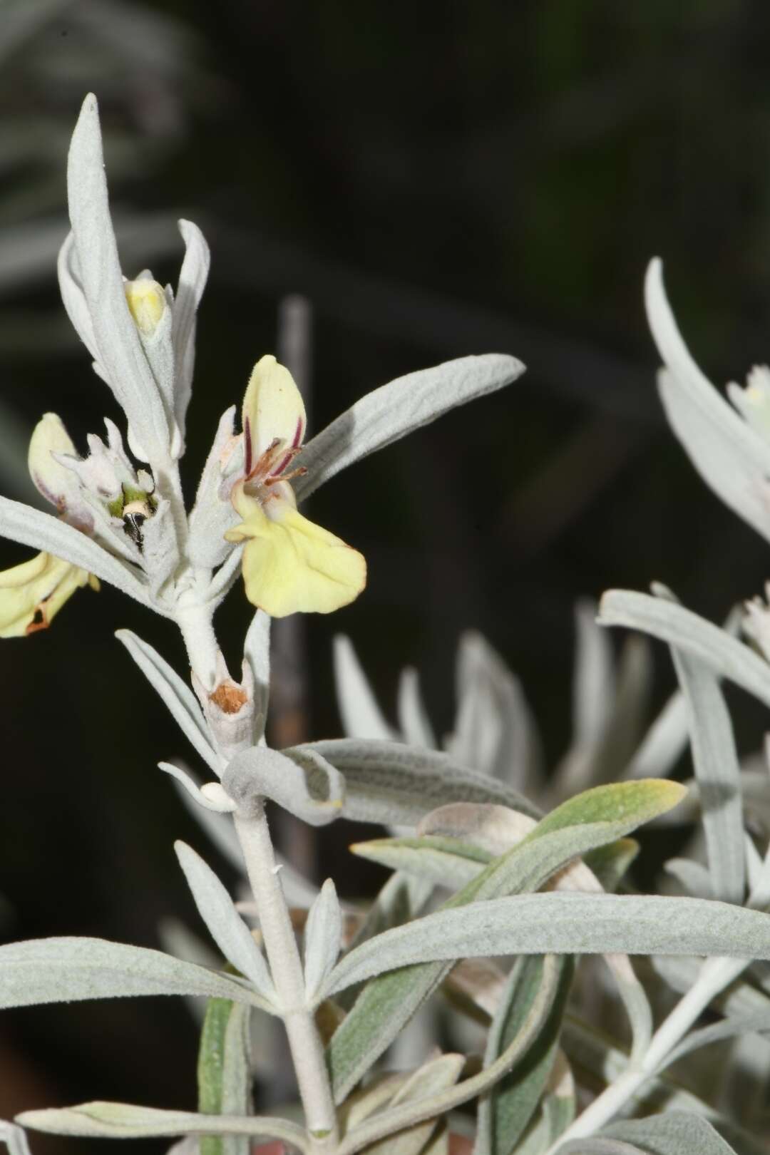 Слика од Stachys flavescens Benth.