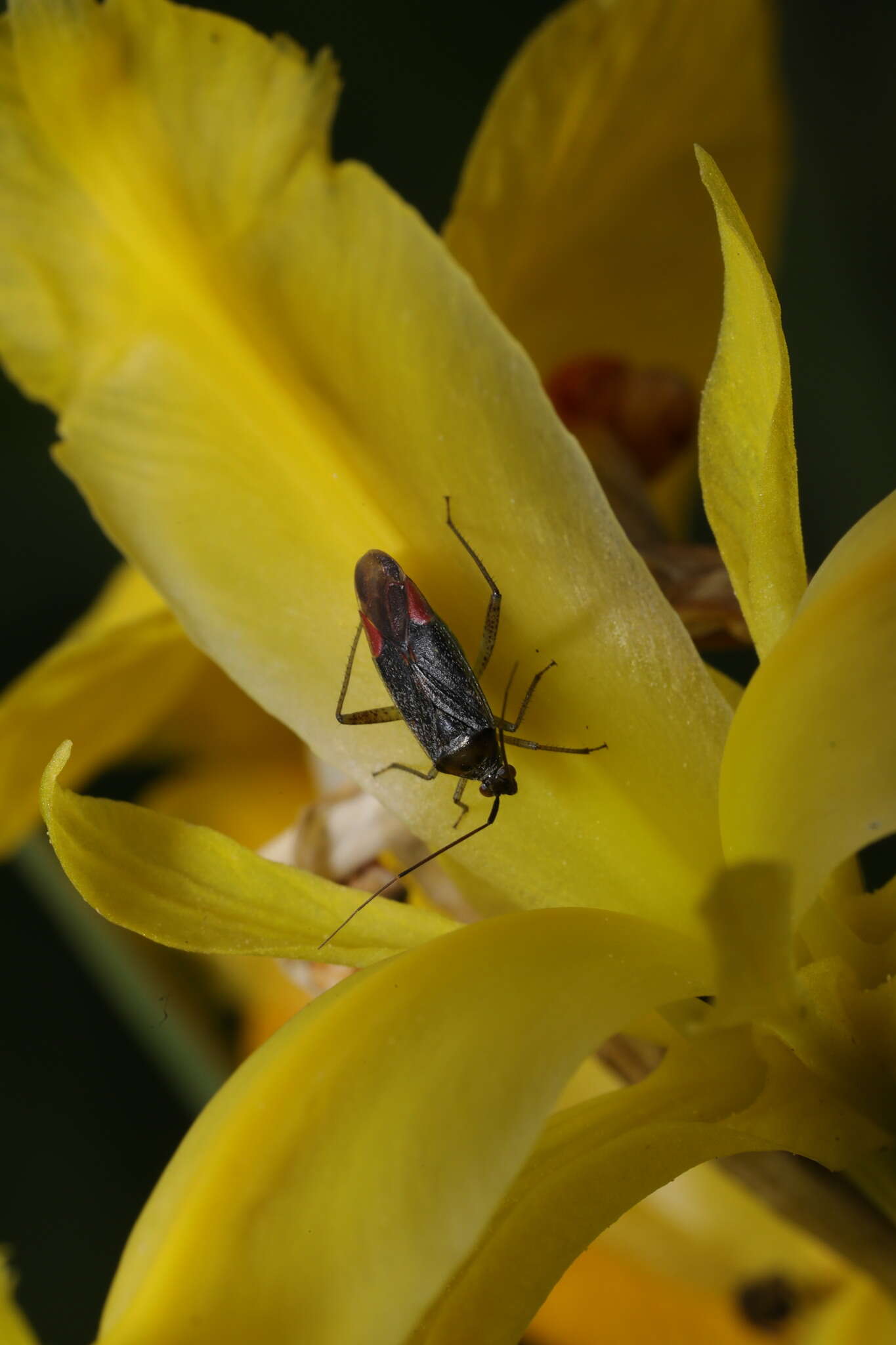 Image of Closterotomus trivialis (A. Costa 1853)