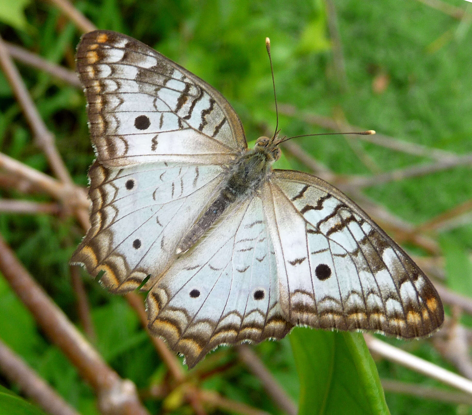 Image of White Peacock