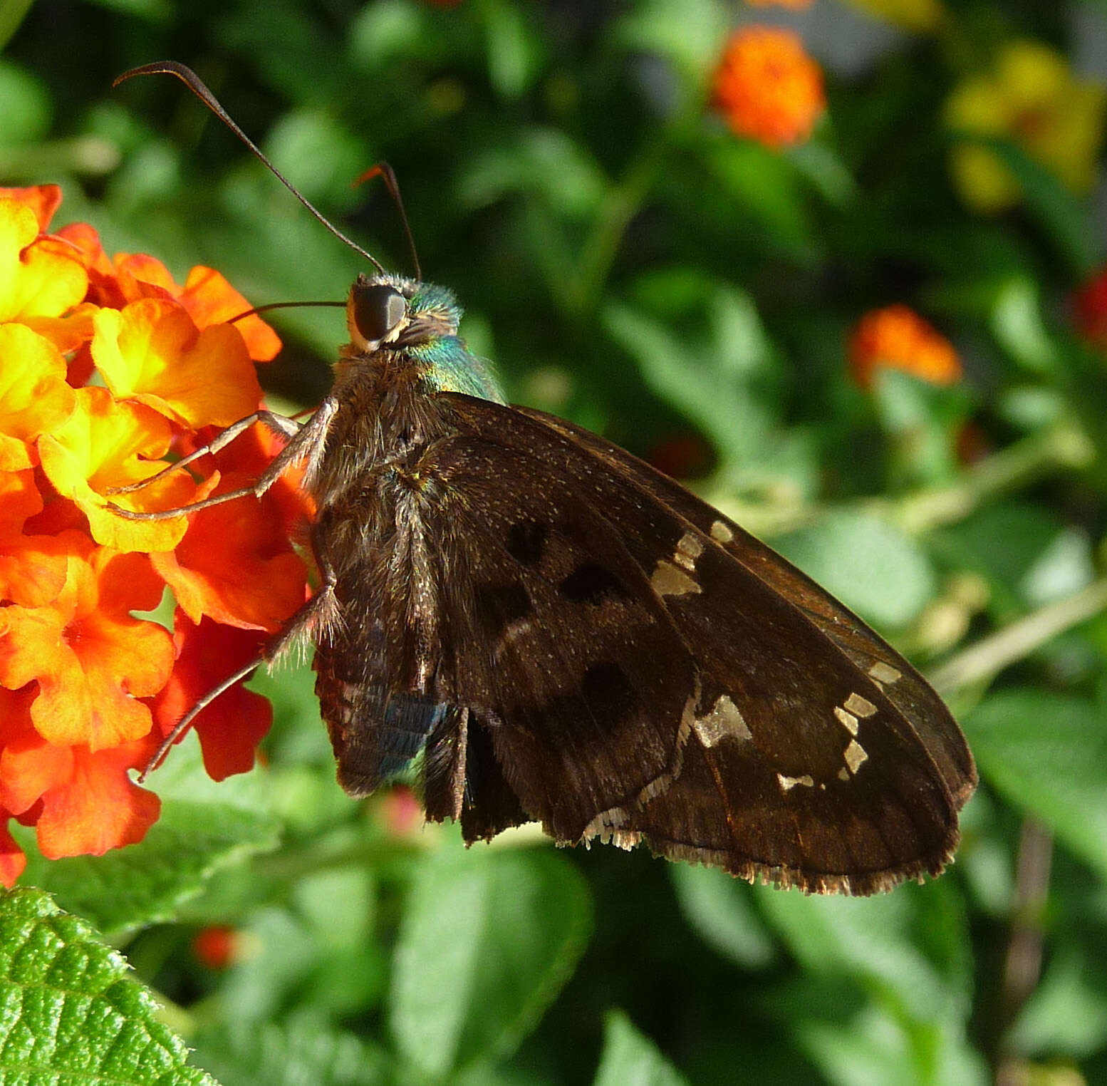 Image of Long-tailed Skipper