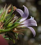 Image of Wahlenbergia thunbergii (Schult.) B. Nord.