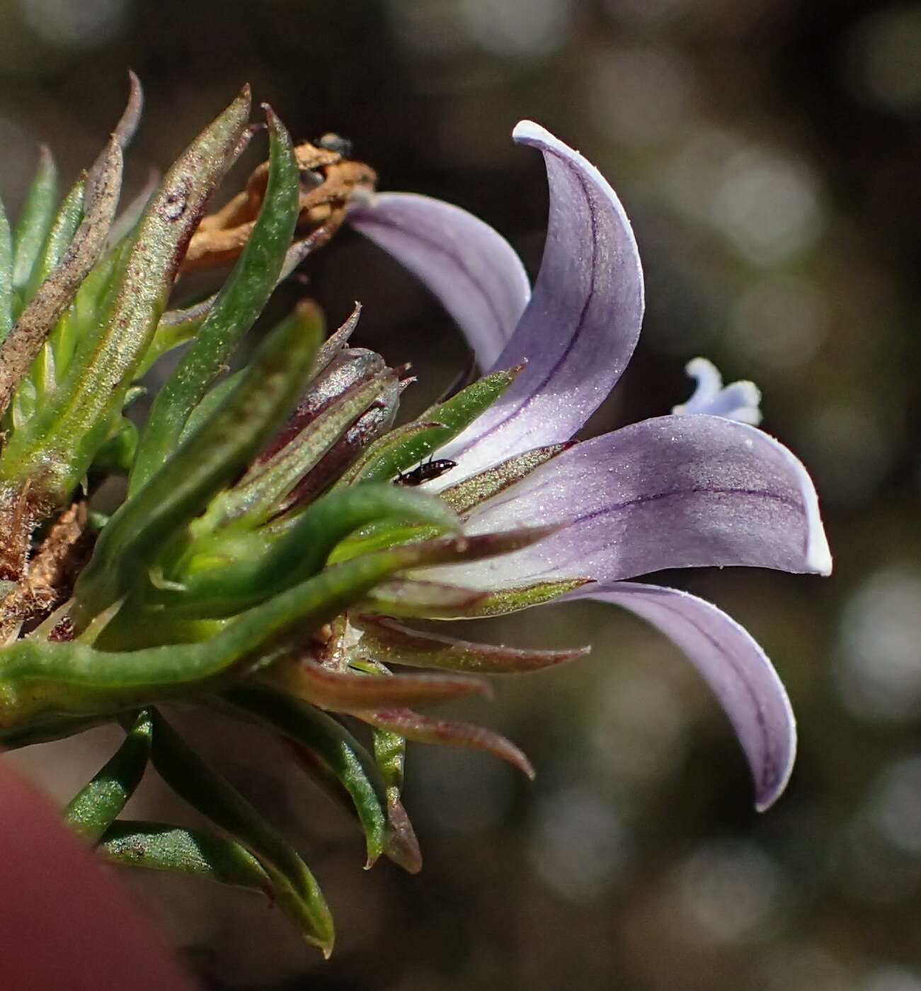 Image of Wahlenbergia thunbergii (Schult.) B. Nord.