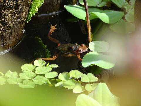 Imagem de Dendropsophus columbianus (Boettger 1892)