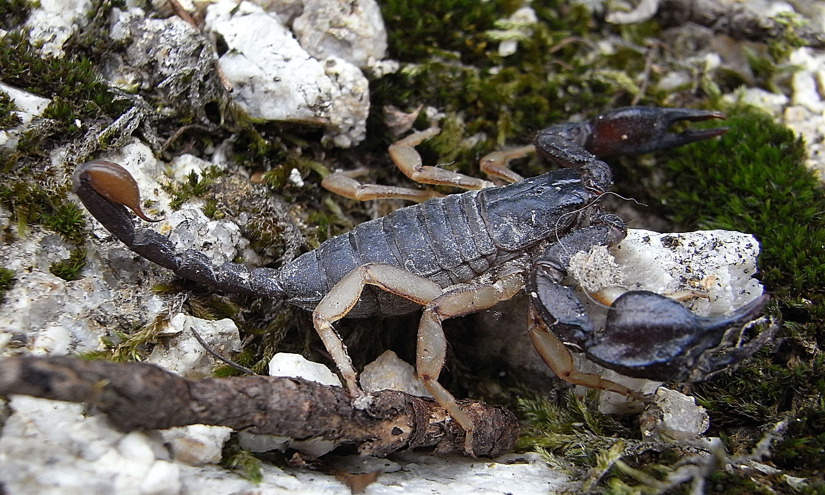 Euscorpius flavicaudis (De Geer 1778) resmi