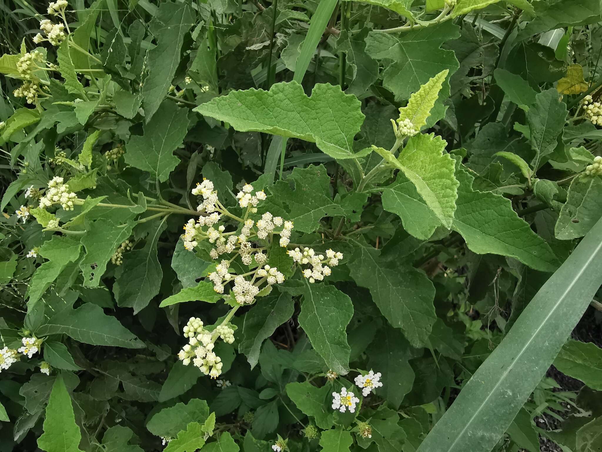 Image of Parthenium fruticosum Less.