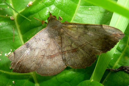 Image of Velvetbean Caterpillar Moth