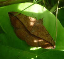 Image of Velvetbean Caterpillar Moth