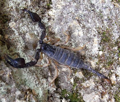 Euscorpius flavicaudis (De Geer 1778) resmi