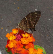 Image of Long-tailed Skipper