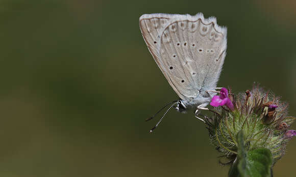 Image of Polyommatus daphnis