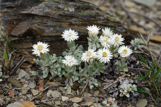 Image de Anaphalis nepalensis (Spreng.) Hand.-Mazz.