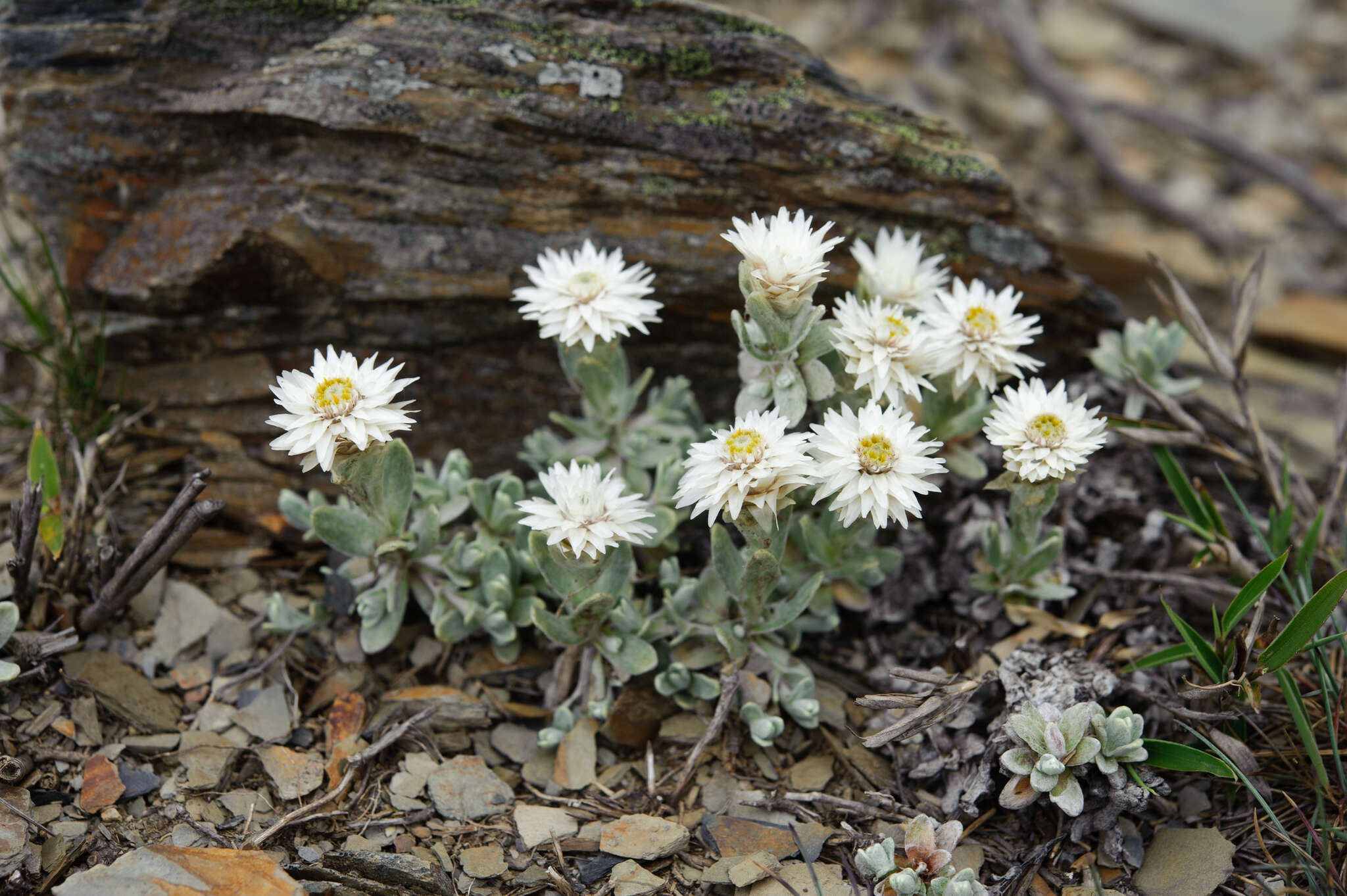 Plancia ëd Anaphalis nepalensis (Spreng.) Hand.-Mazz.