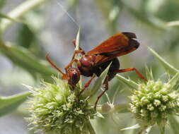 صورة Hemipepsis mauritanica (Linnaeus 1767)