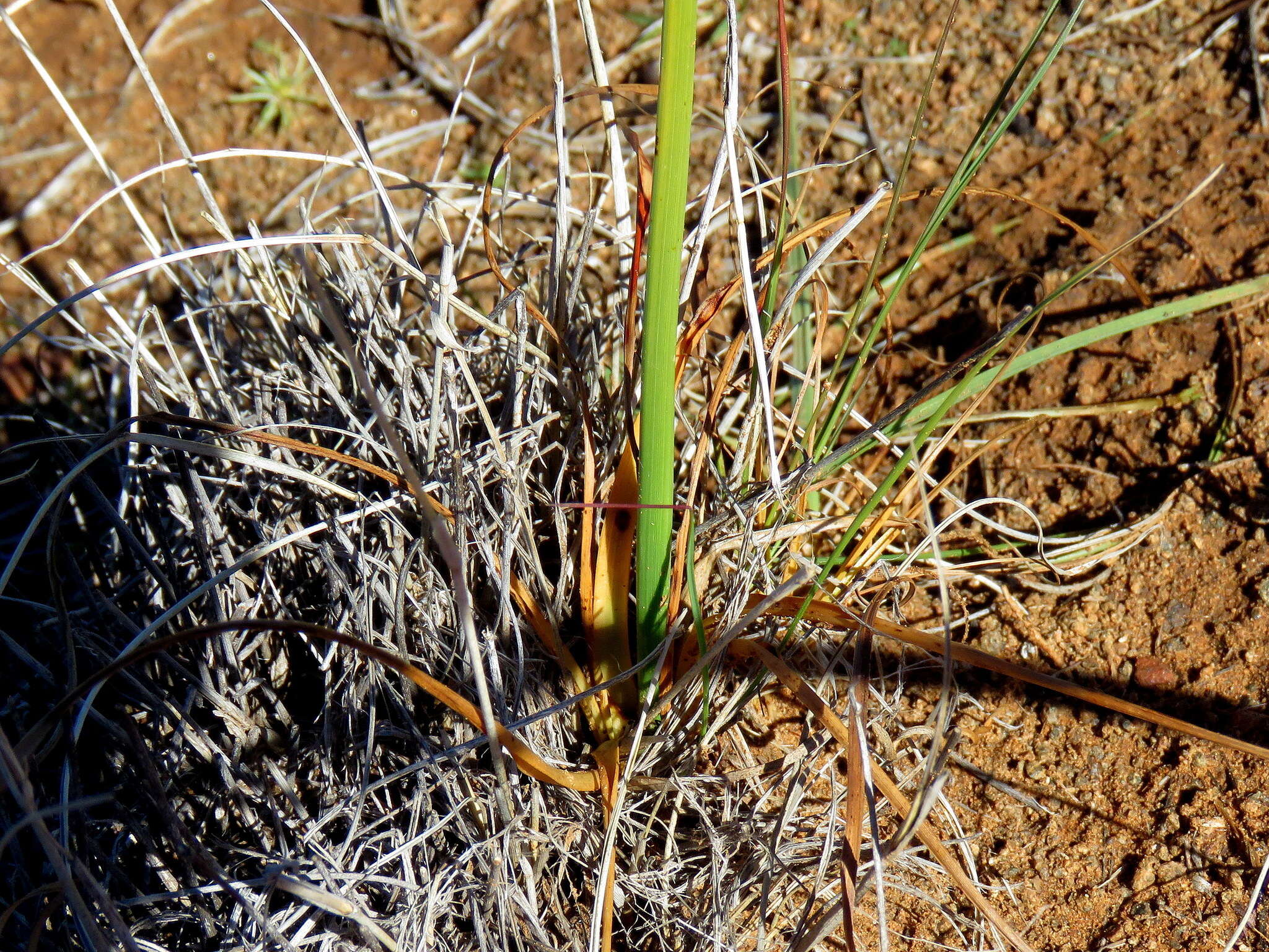 Image of Cyperus usitatus Burch.