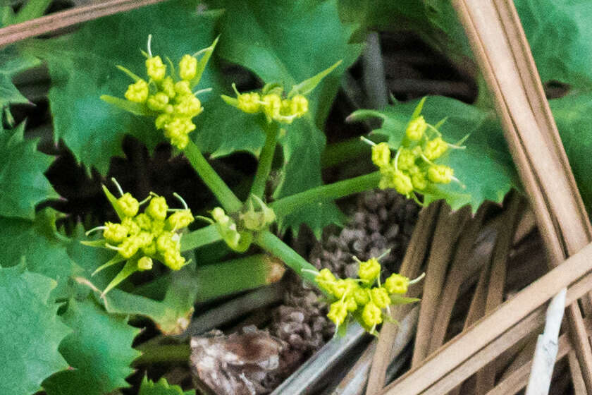 Image of shiny biscuitroot