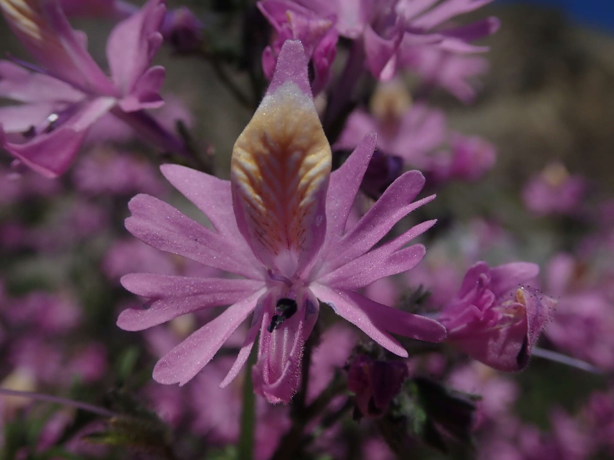 Image of Schizanthus hookeri Gill. ex R. Grah.