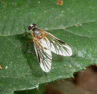 Image of root-maggot flies